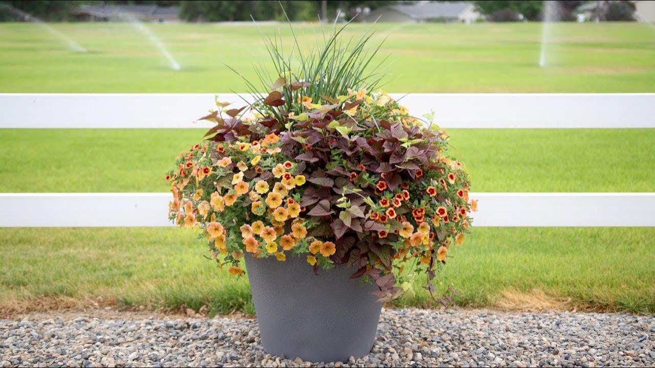 Summer Container Garden Update | Proven Winners