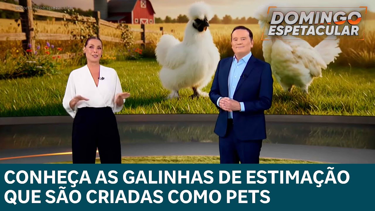 Conheça as galinhas de estimação que são criadas como pets | DOMINGO ESPETACULAR