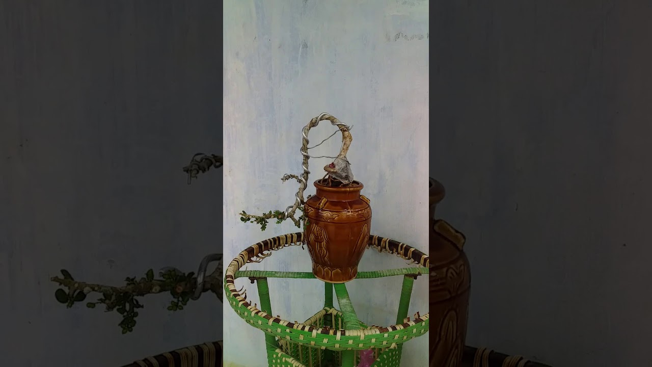 Bonsai Tinhdo