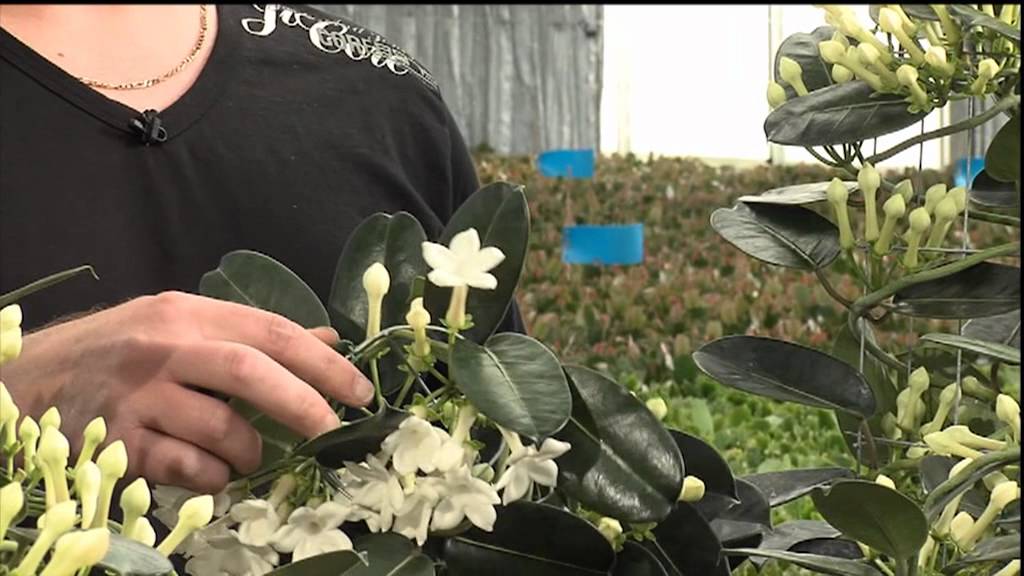 Råd om planter: Stephanotis