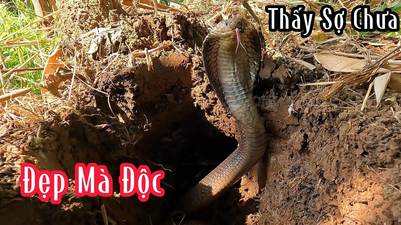 Hổ Mang Lột Lớp Da Trước Miệng Hang Thì Xác Định | Mười Thương Săn Bắt