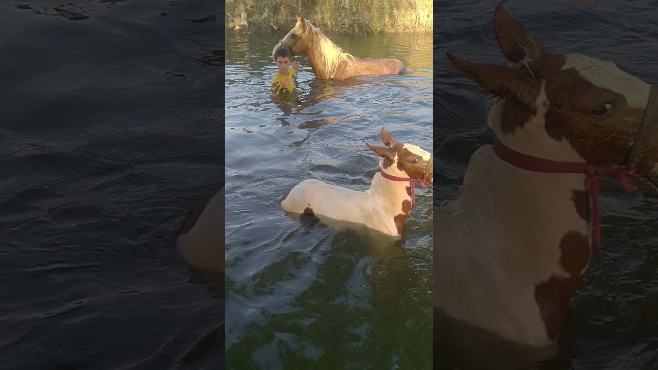 خيل الشيخ محمد رخا المحله الكبرى الغربيه