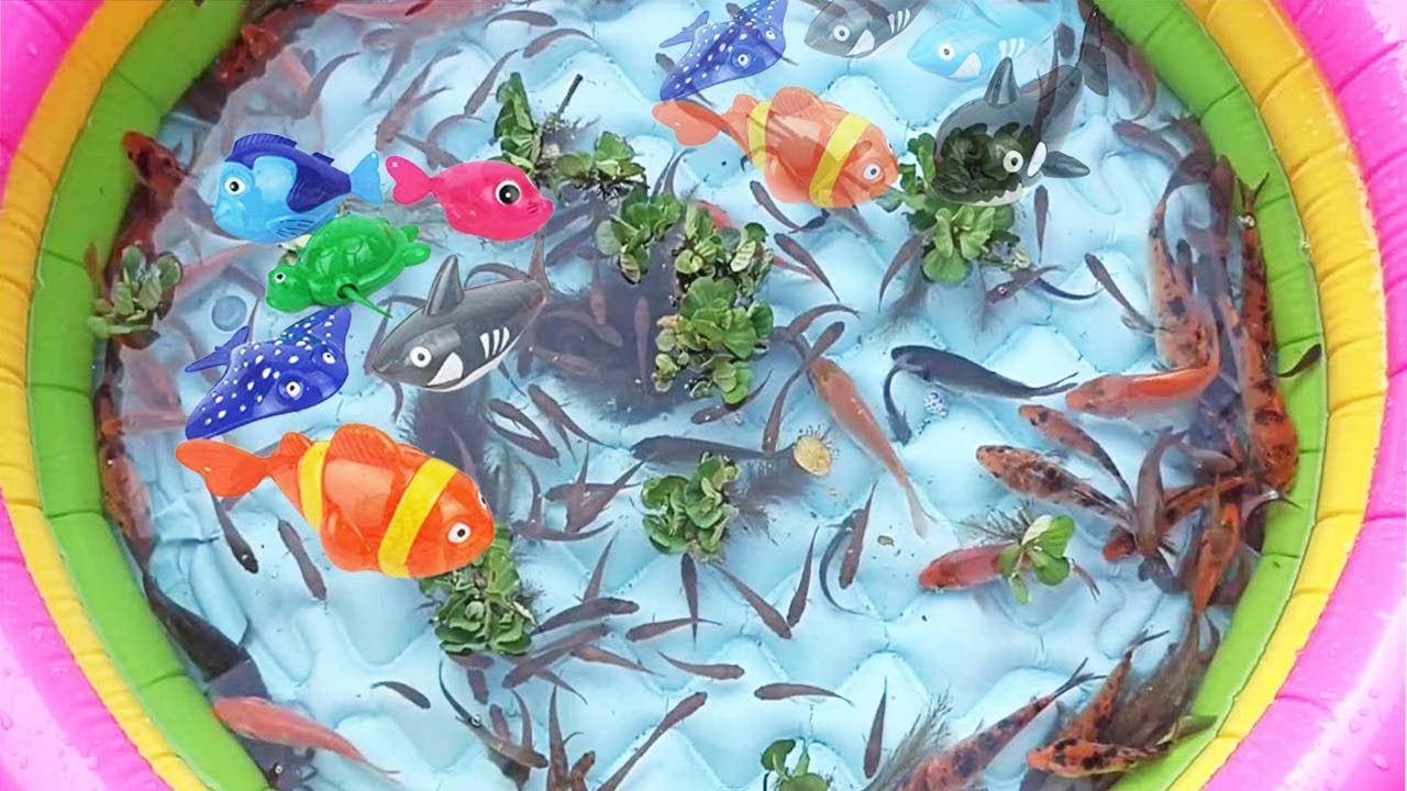 Colorful Cute Animals, Carp, Goldfish, Shing Fish, Sole Fish Turtle, Duck, Guppies, Betta, Crocodile