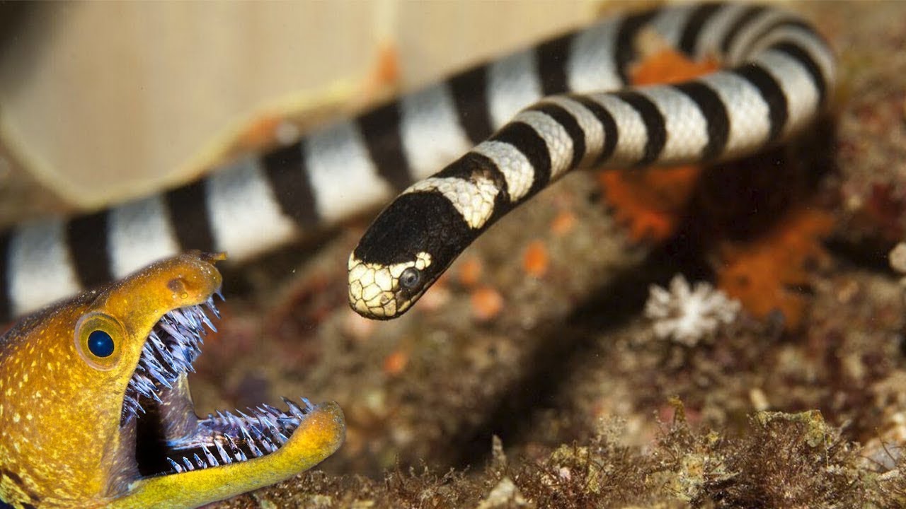 世界で最も恐ろしいヘビがウツボを食べる！