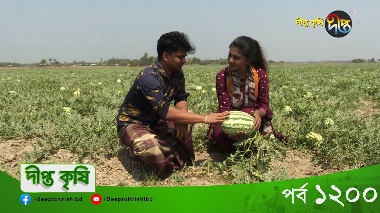 Deepto Krishi l তরমুজ চাষে লাখ টাকার স্বপ্ন দেখছে সোনাগাজীর কৃষকরা l EP 1200