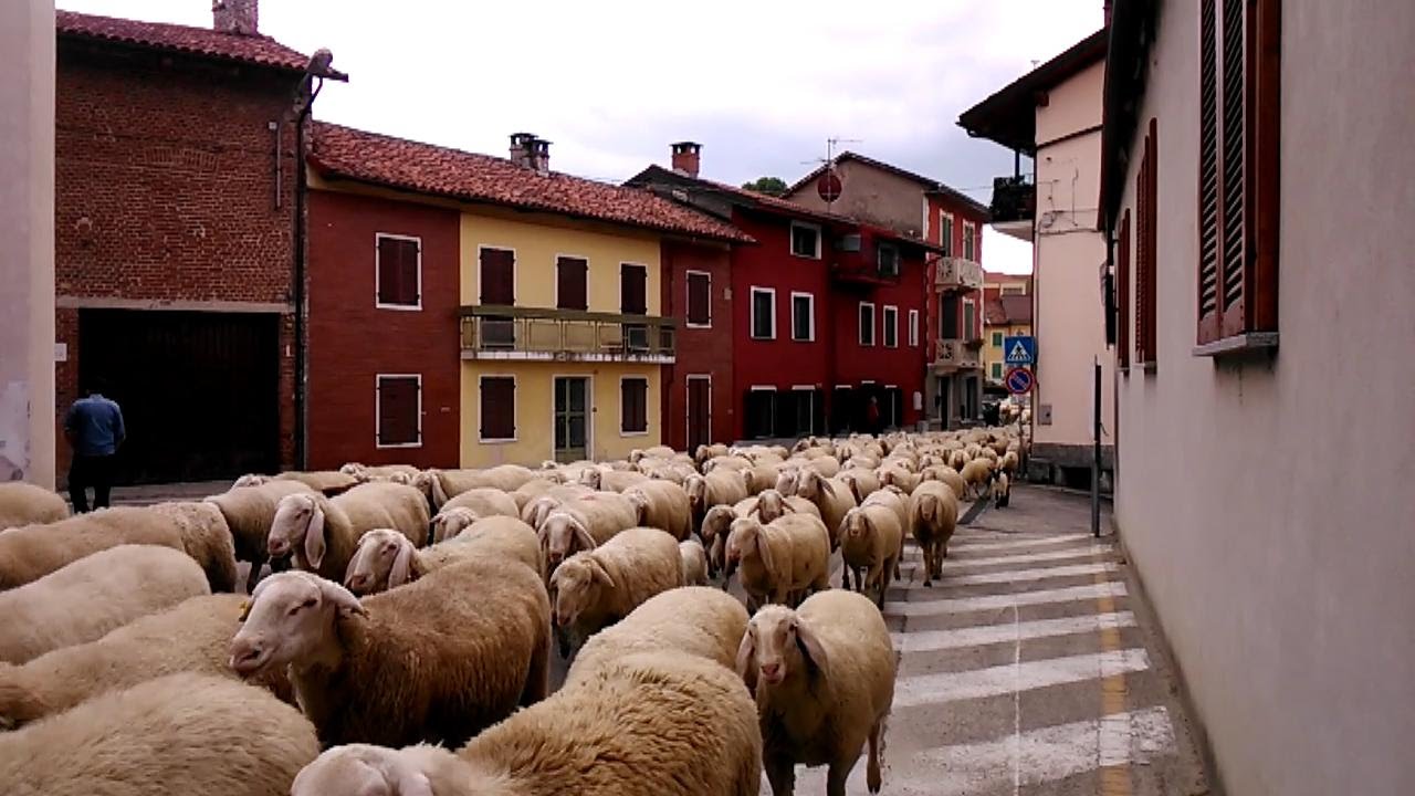 Spettacolare transumanza: 3800 pecore, pastori, cani, capre, asini e vitelli