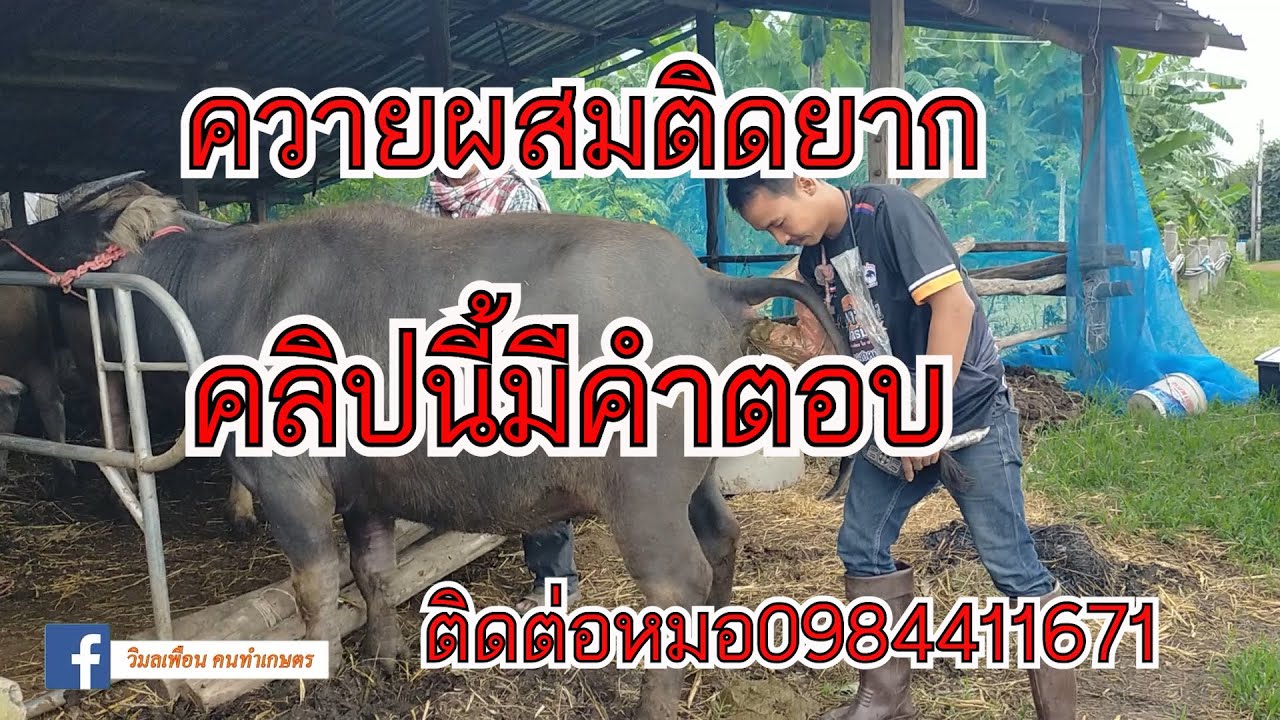 ตรวจดูขนาดของรังไข่ควาย ผสมเทียมควาย