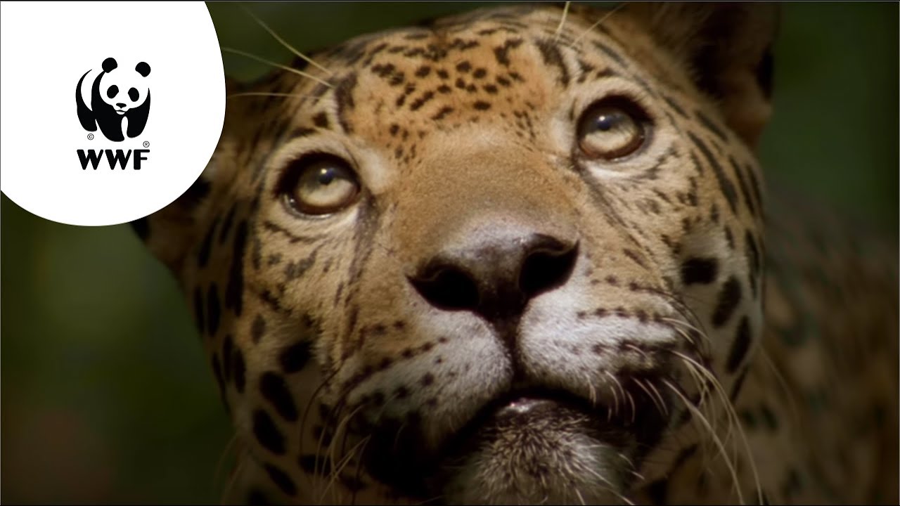 WNF-commercial: De Amazone geeft ons leven