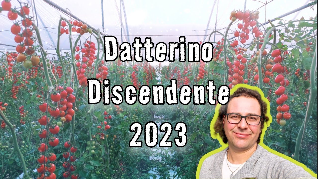 Pomodoro Datterino Discendente 2023 Come e cosa [1&times;9]