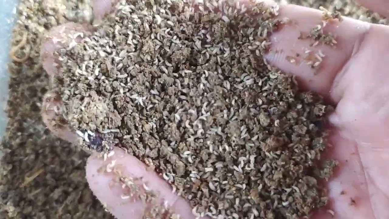 TEBAR PADAT TELUR MAGGOT INILAH YANG TERJADI 