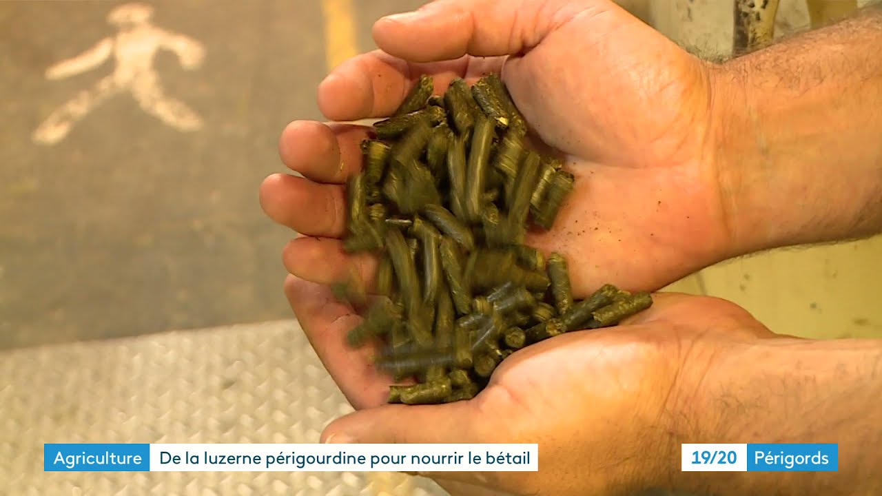 Grasasa, producteur de granulés de luzerne à Sainte-Sabine