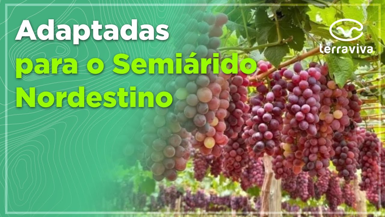 Conheça uma nova variedade de uva sem semente e com sabor de frutas vermelhas