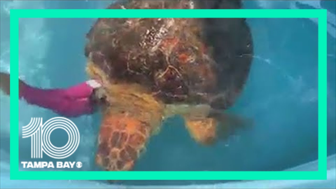 Sea turtle gets massive tumor removed