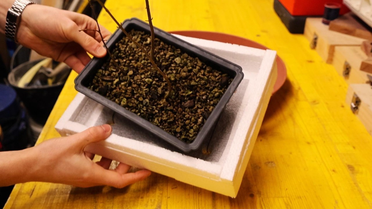 Un vaso particolare per un MINI boschetto bonsai
