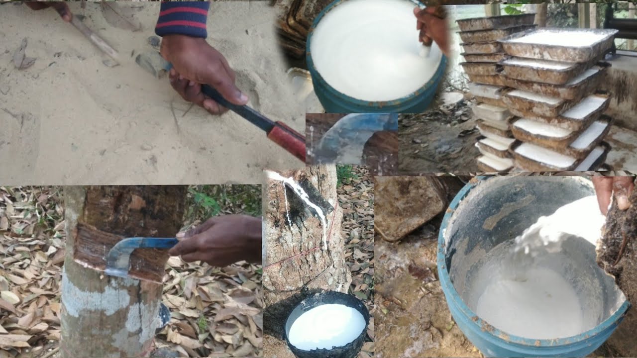Rubber plantation in tripura//.. Rubber sheet making/ amazing tripura rubber production #tripura