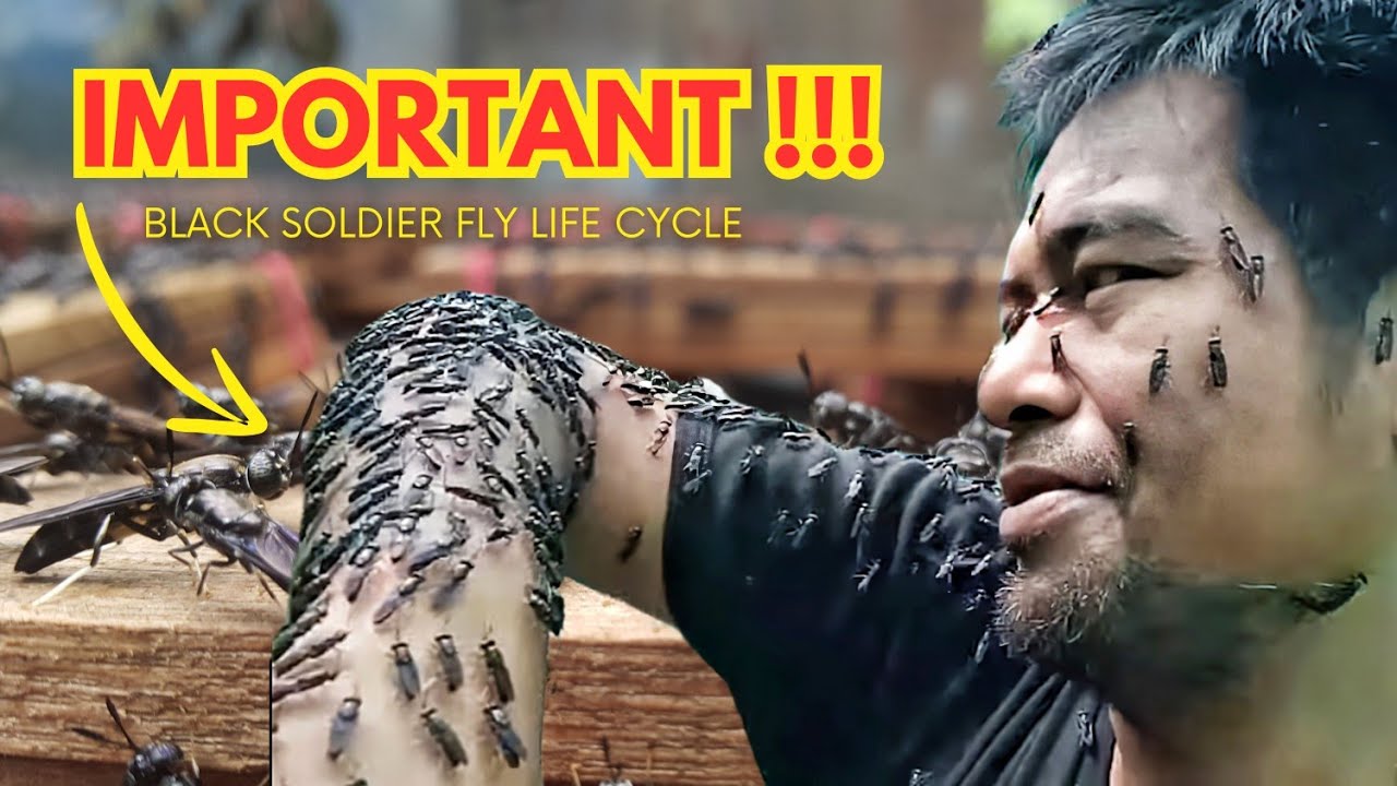 Black Soldier Fly LIFE CYCLE | Maggot BSF Cultivations