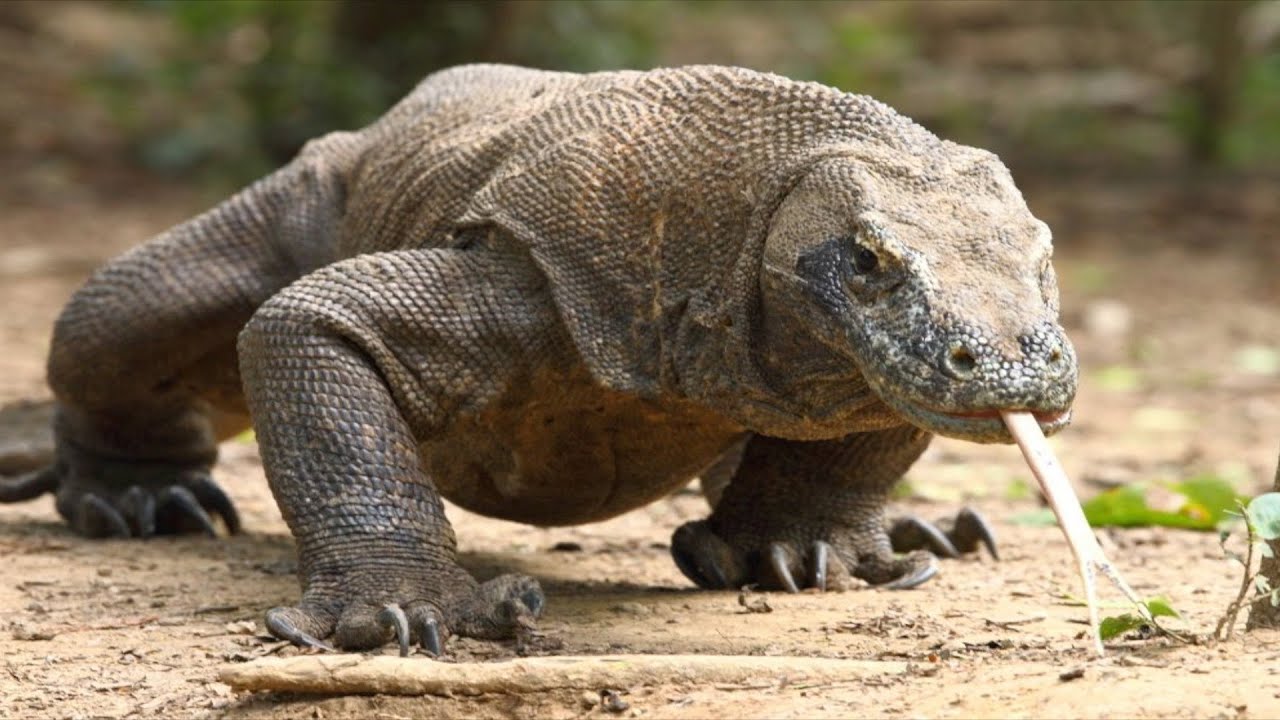 Komodowaran - Die Größte Echse Der Welt / Dokumentation