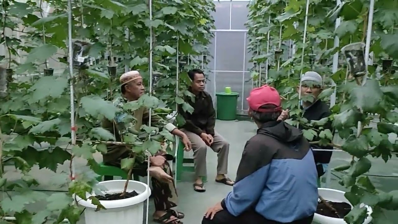 Kebun Anggur Hidroponik Part II