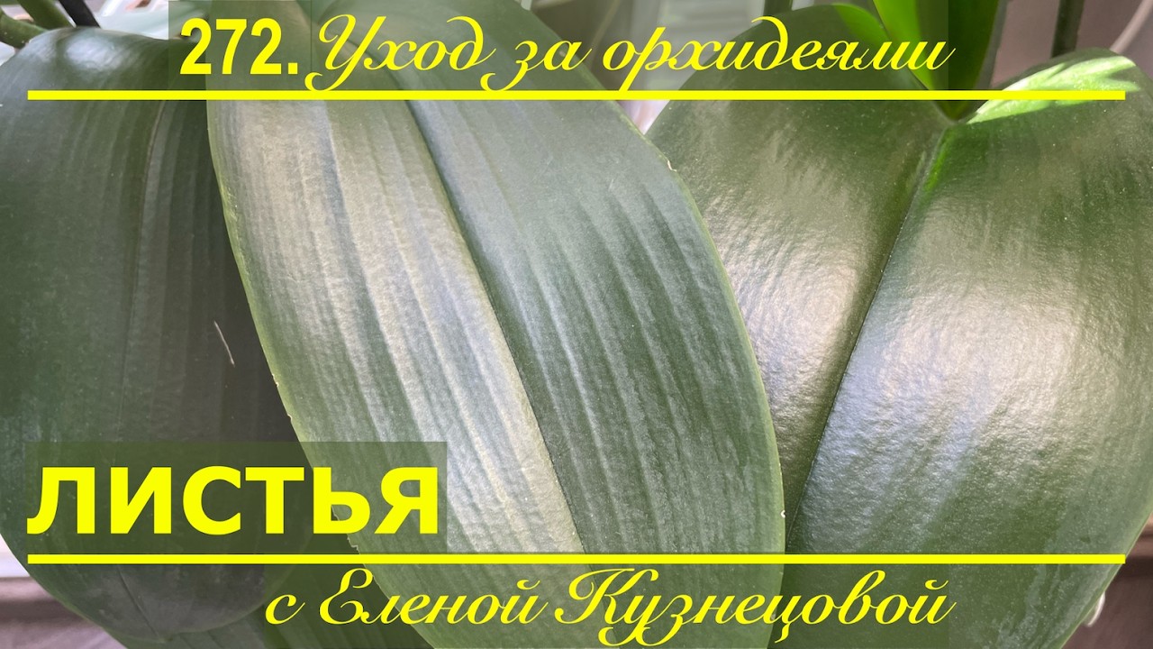 Зелёная фабрика здоровья орхидеи. Три рабочих коктейля для листьев орхидей