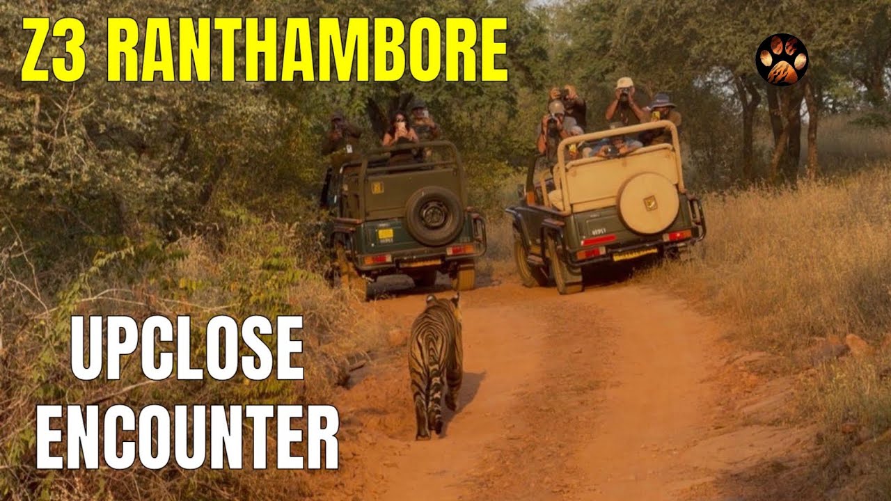 Two Tigers HeadOn Sighting | Exclusive Safari Experience in Ranthambore Zone 3 Canter Safari 