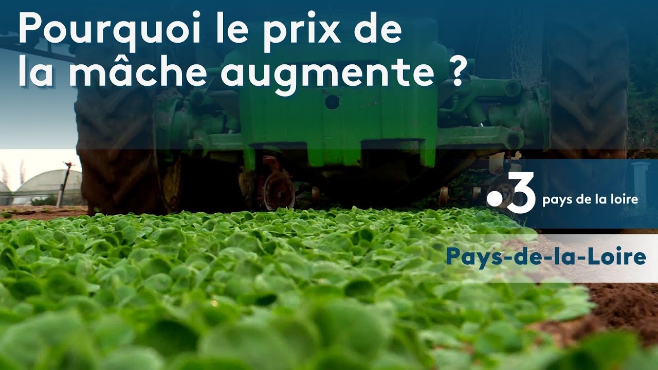 Agriculture : Pourquoi la mâche est-elle plus chère ?