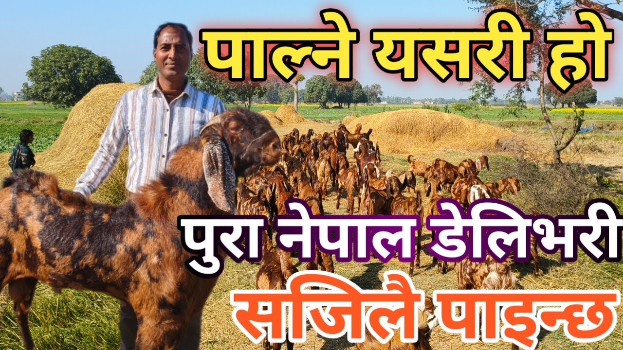 सीरोहि बाख्रा पालन सजिलै नेपालको सबै ठाउँमा पाउन सकिन्छ