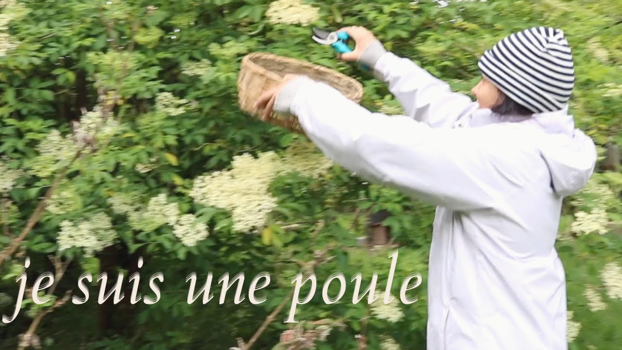 Je risque ma vie pour des gelées maison I Menthe, verveine, sureau et mélisse.