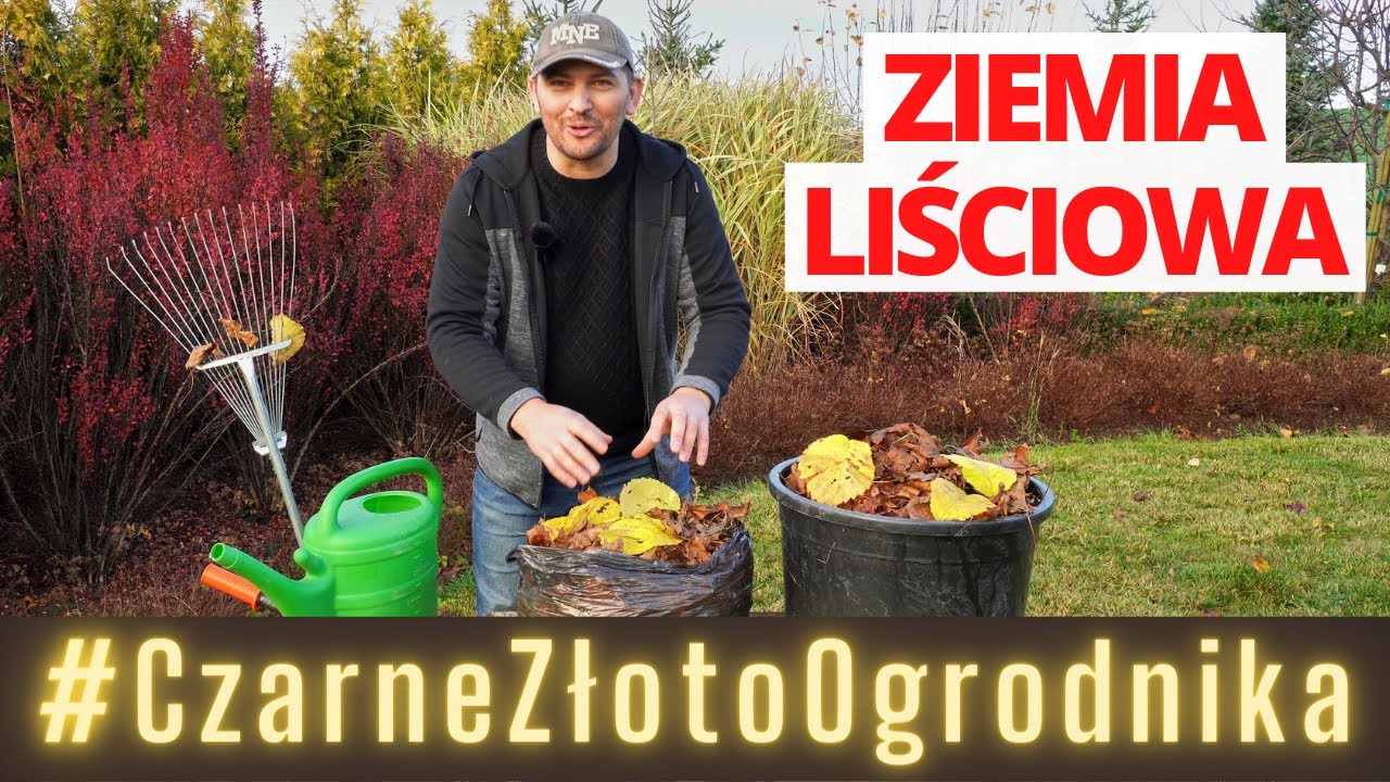 Ziemia liściowa. Jak zrobić Czarne Złoto Ogrodnika?