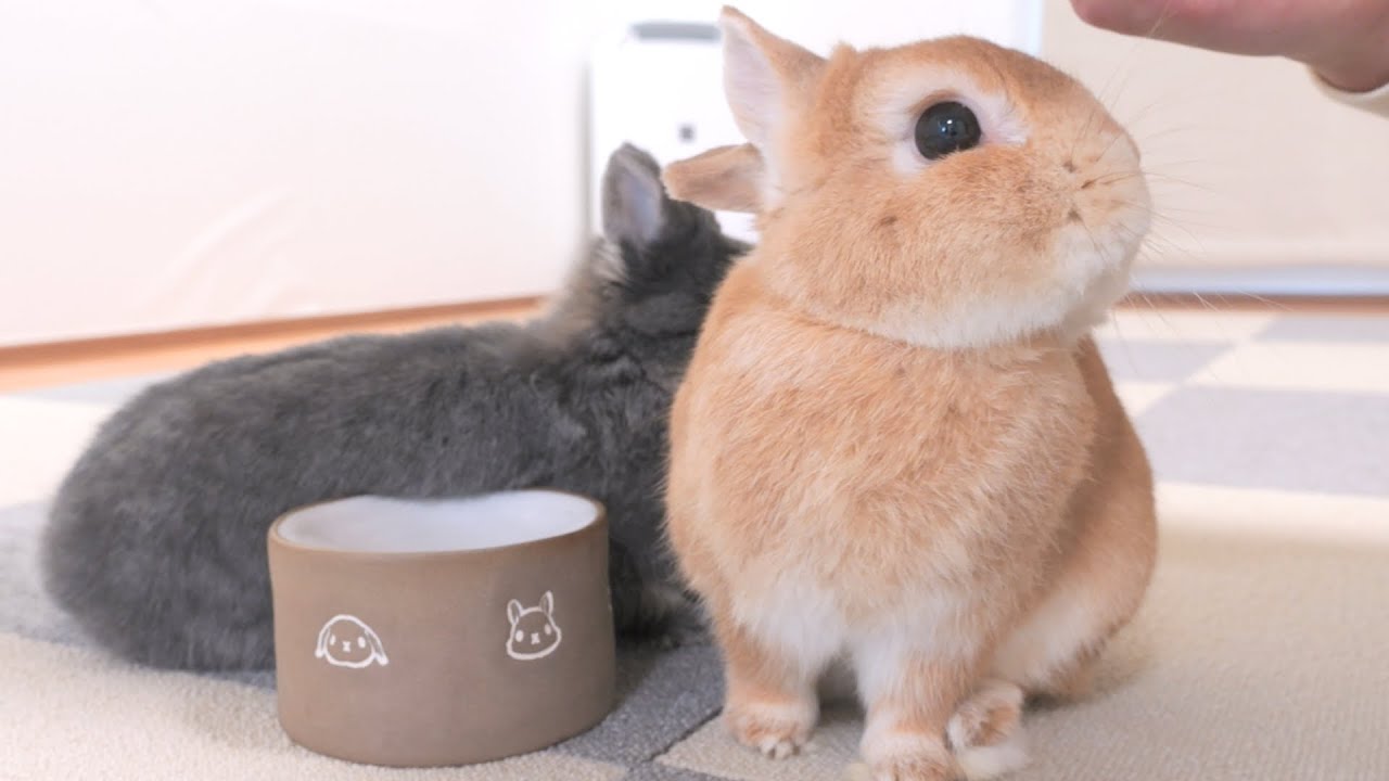 風邪を引いた飼い主が咳をしただけで驚いてオシッコを漏らしてしまったウサギ【No.1176】