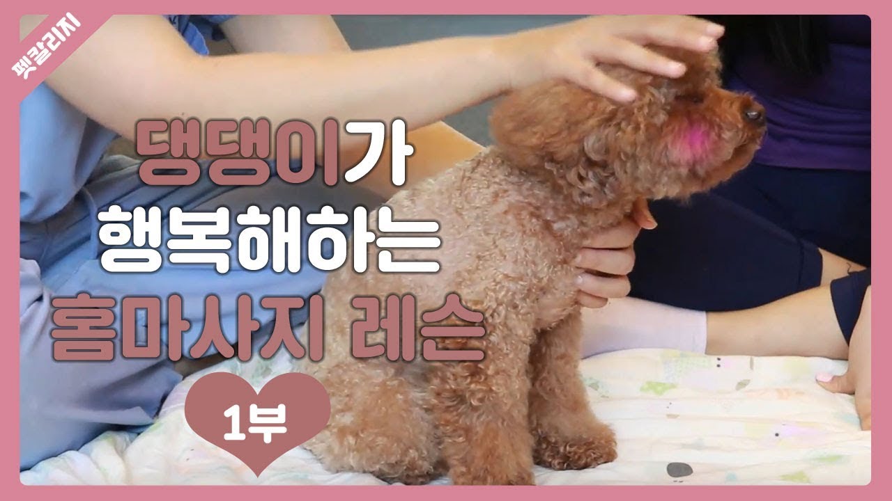 강아지가 행복해지는 홈마사지 1부  - 쓰다듬기편  - 해마루동물병원 - 펫칼리지