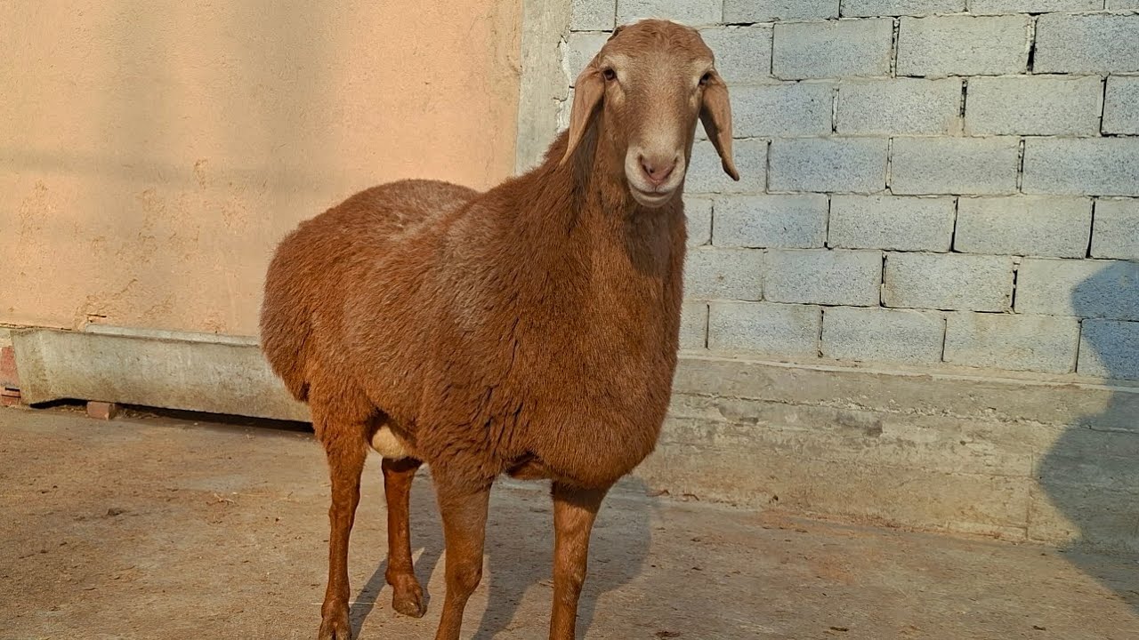 ALISHER AKAGA ZOT VA GO'SHTGA QCHQORLAR KELDI.