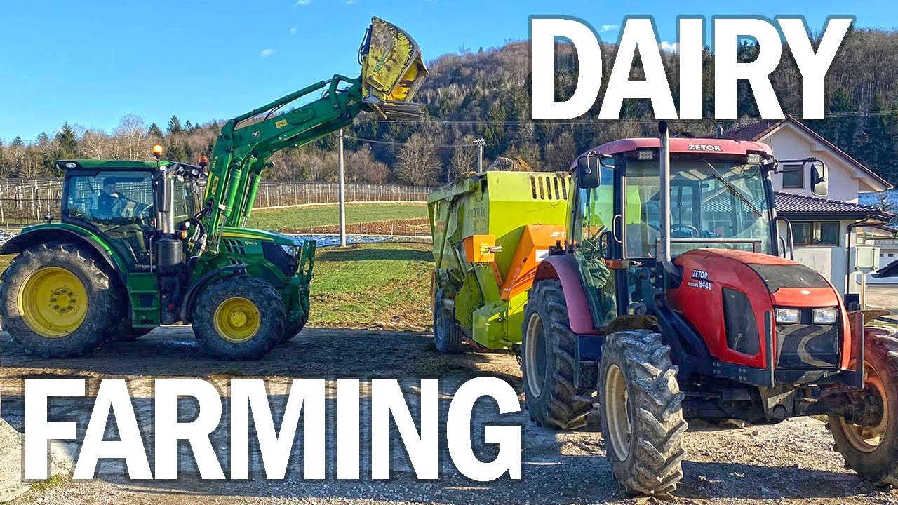 Feeding cows | South-east Slovenia - dolenjska