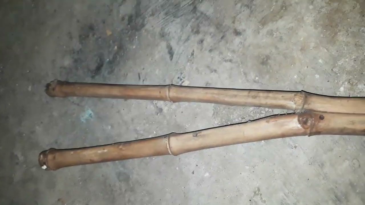 pring bambu bercabang kasih harga