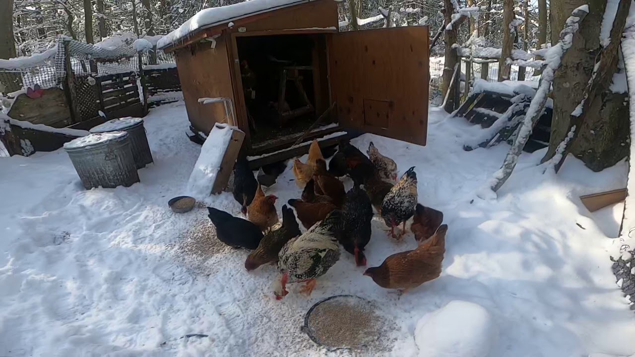 Como viven las Gallinas en la Nieve ❄️ y el frío .