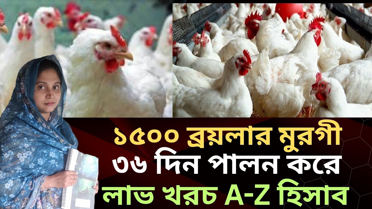 ৩৬ দিন মুরগী পালন। লাভ - খরচ A-Z হিসাব। 36 days chicken farming profit। ১৫০০ ব্রয়লার মুরগির হিসাব।