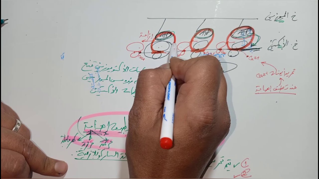 دور العضلة الهيكلية المخططة في تحويل الطاقة الجزء2