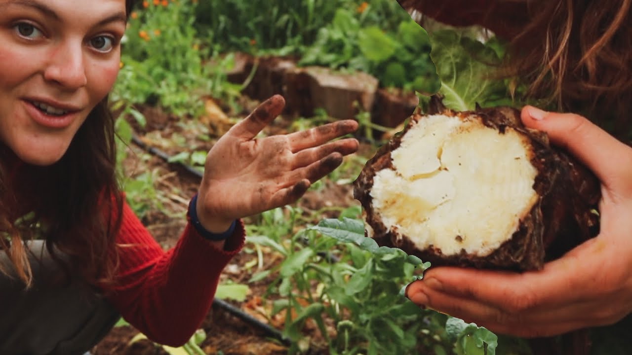 NUNCA las arranques de RAIZ! - Una Tarde de Mayo en la Huerta