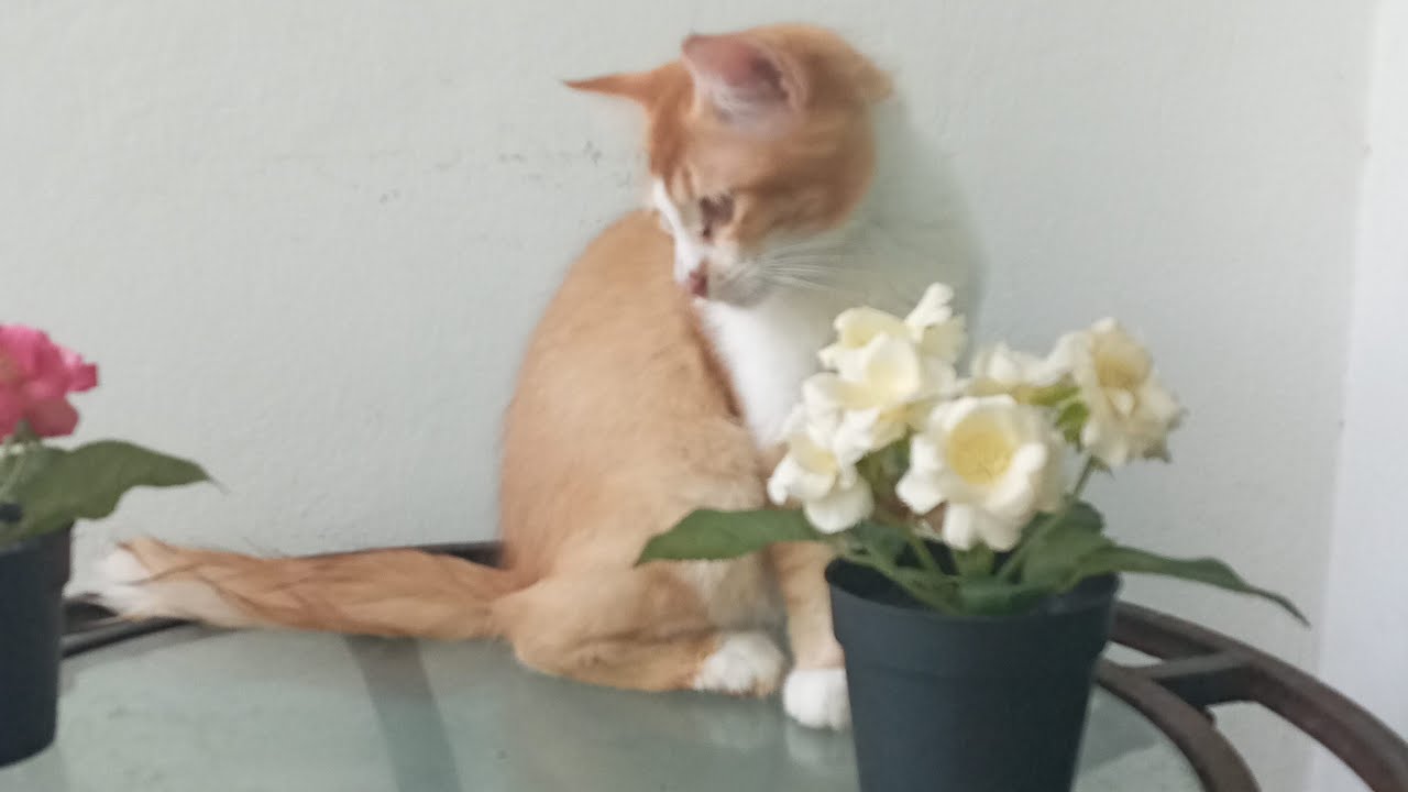 Cats & kittens are 864 & 773 & 699 & 616 & 515 & 498 & 450 & 374 & 259 & 221 & 121 &281 &215 &113&79