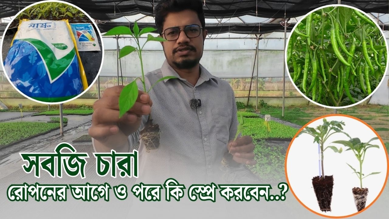 Хотите добиться успеха в овощеводстве? Обязательно выполните следующие действия до и после посадки!