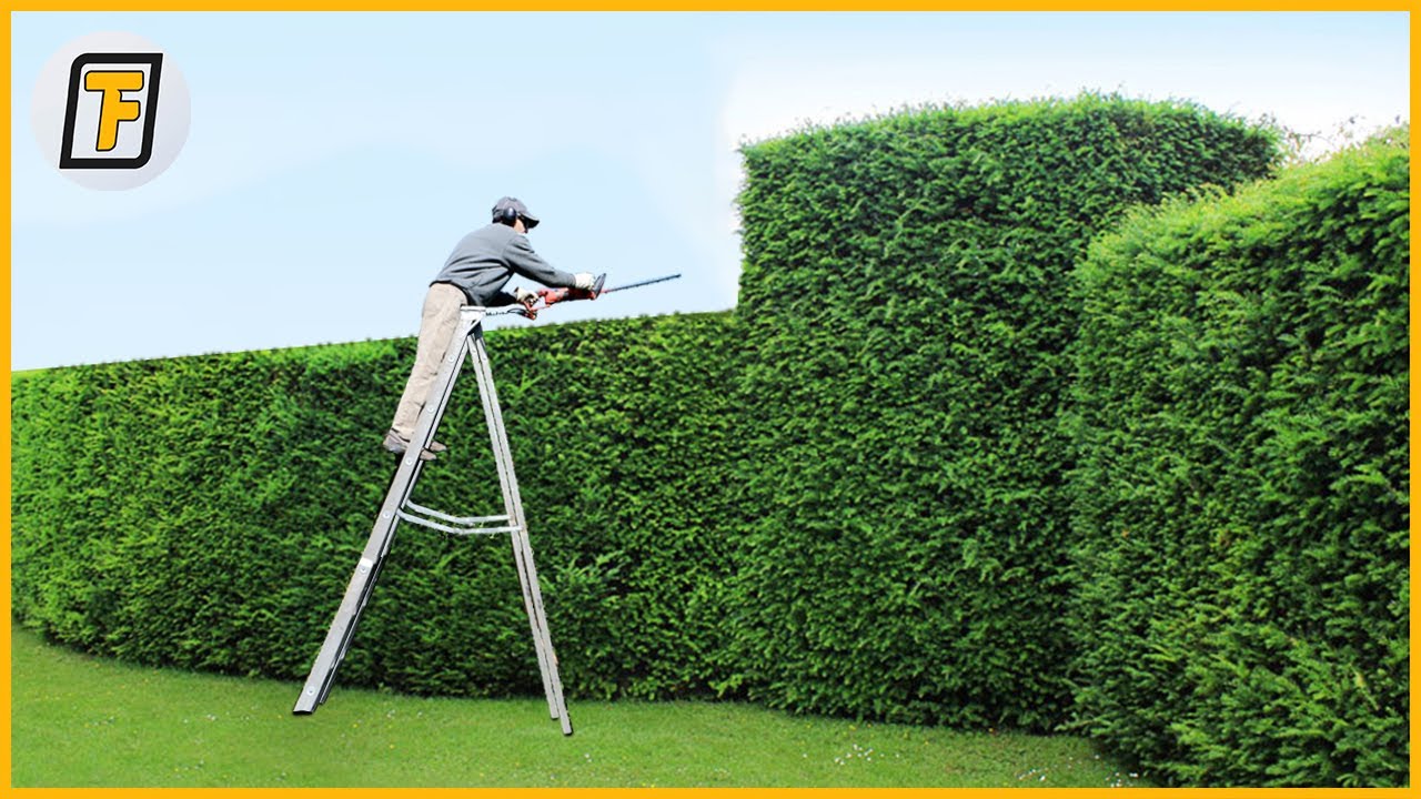 ⚡ OVERGROWN Hedges Are Cut Like CHEESE - Satisfying Hedge Trimming , Lawn Care & Grass Cutting