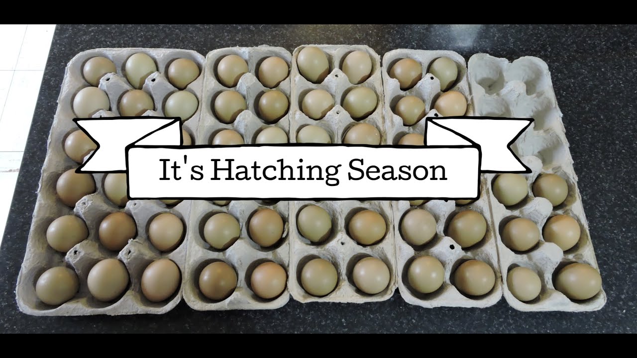 Raising Ring Neck Pheasants : Part 1