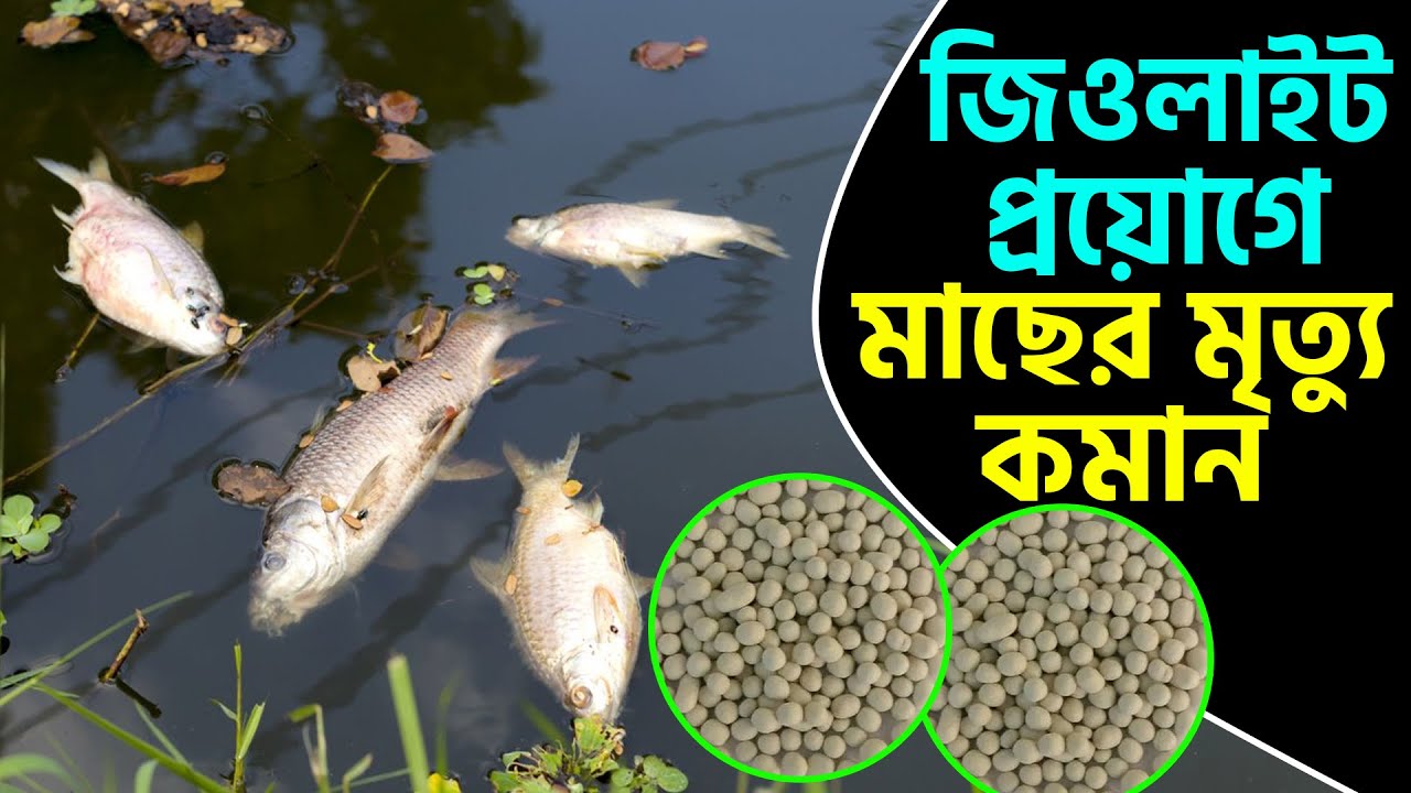 গরমে পুকুরে জিওলাইট প্রয়োগ | Sakib Agro || মাছের মৃত্যু কমাতে জিওলাইট || মাছের পুকুরে জিওলাইট প্রয়োগ
