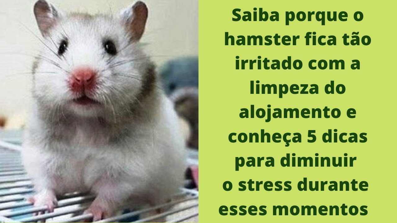 Saiba porque o hamster fica tão irritado com a limpeza do alojamento. 5 dicas para evitar o stress.