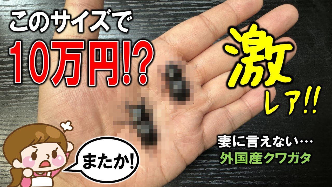 こんなクワガタがいるのか？妻に内緒で10万円の激レアクワガタを手に入れたった。