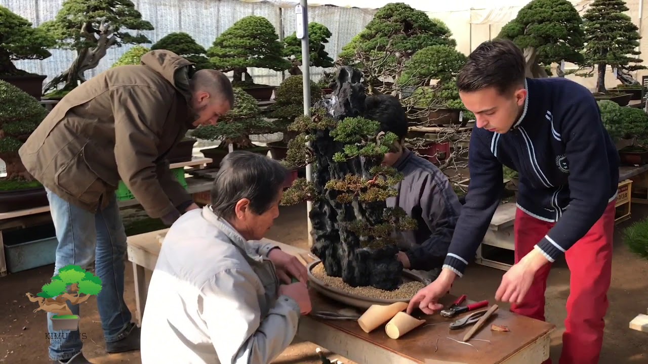 Putting rock planting bonsai into the pot by Masahiko Kimura