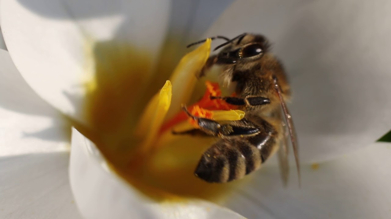 Bij op krokus