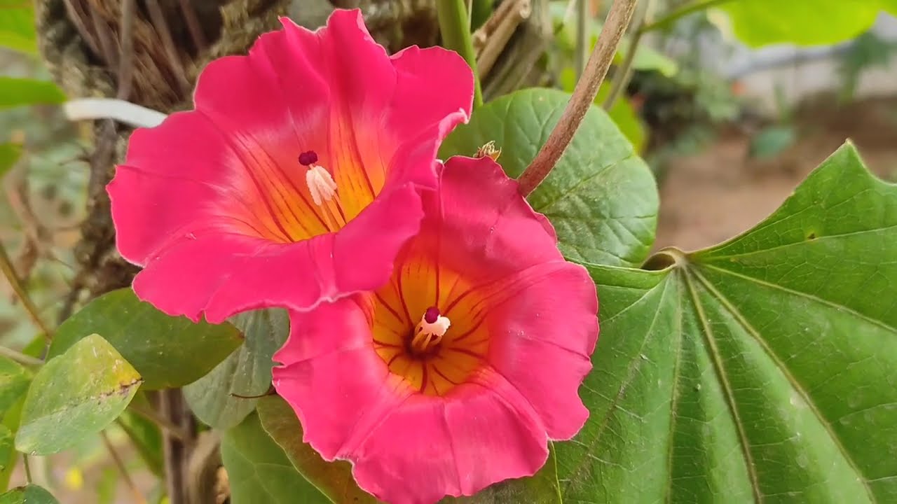 ഹവായിയൻ സൺസെറ്റ് വൈൻ ഫ്ലവർ Hawaiian sunset vine