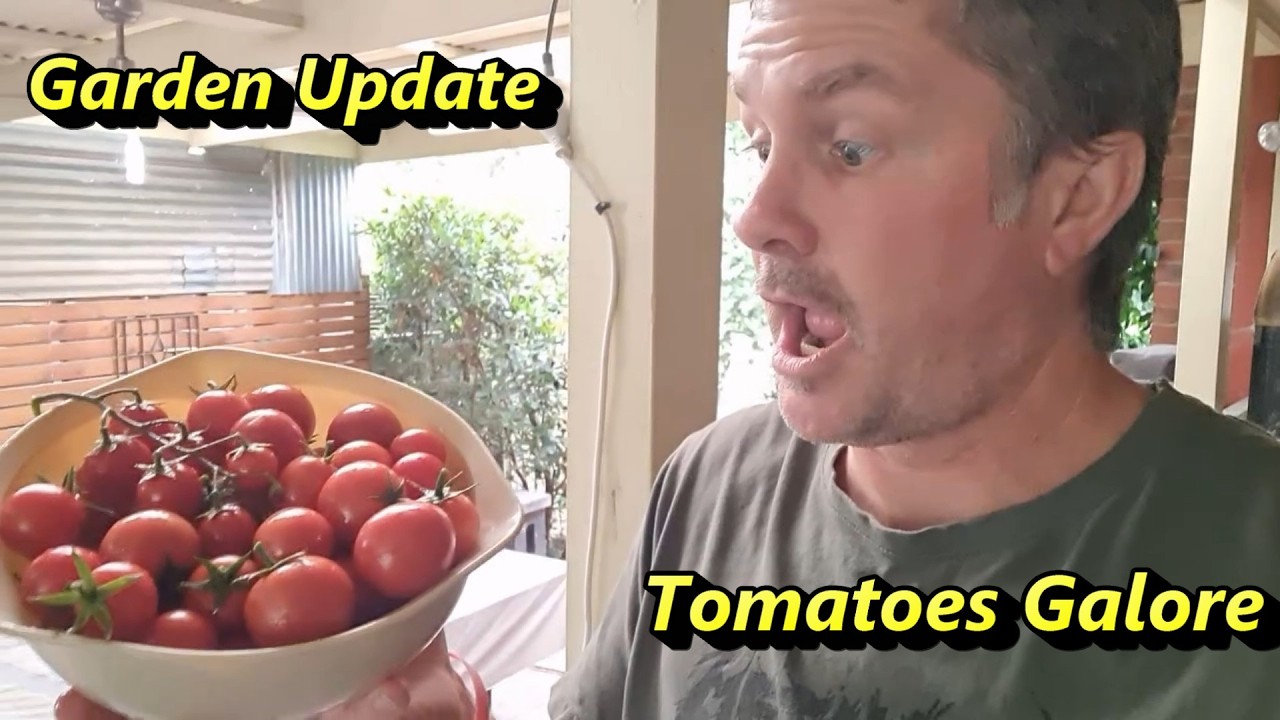 Tomatoes Galore from My Front Garden