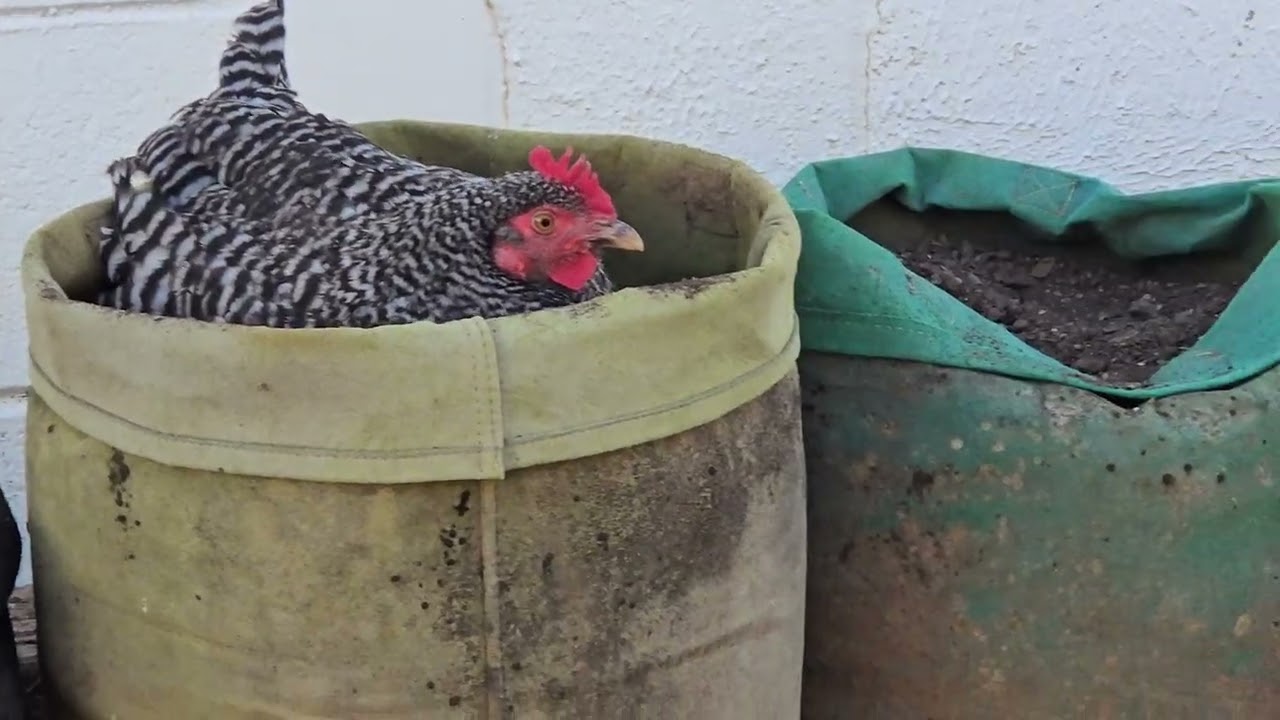 [3 MINUTES] Chicken Bathing