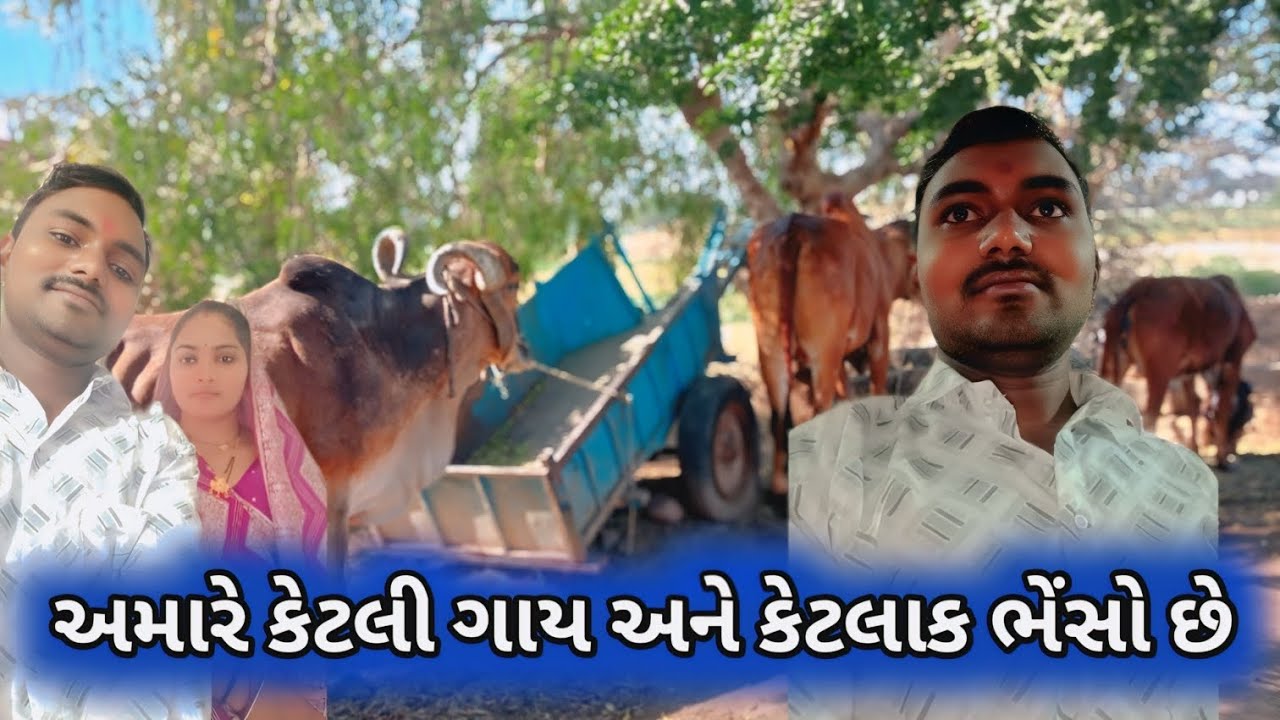 અમારે કેટલી ગાય છે અને કેટલીક ભેંસો છે આખો તબેલો વિડિયો મા અને ભેંસો ને કેટલો કેટલો સારો આપવિ સવી .
